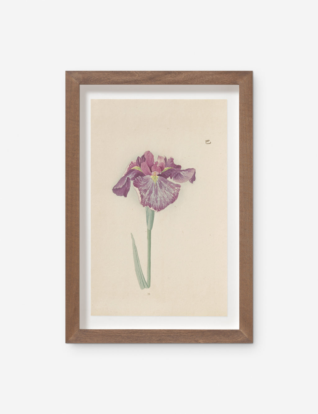 Vintage Signed Iris Watercolor Painting, Iris Watercolor, Vintage Botanical Art, Vintage Botanical Watercolor, 19