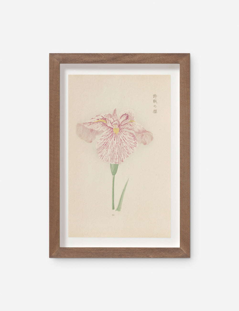 Vintage Japanese Iris No. 20 Wall Art by Miyoshi Manabu