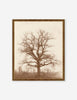 ;oak Tree' Photography Print By William Henry Fox Talbot